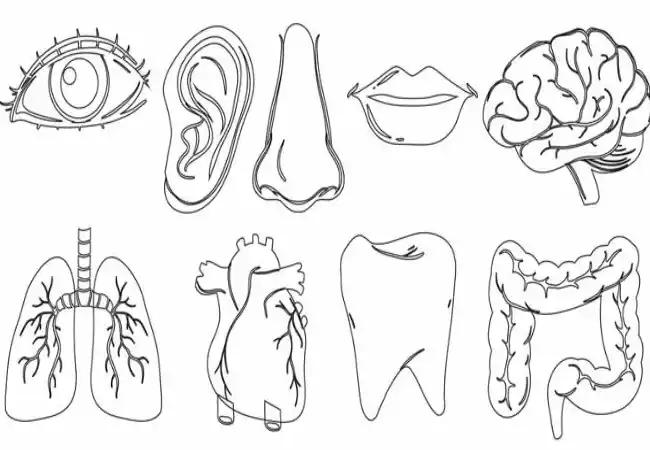 کاملترین لیست اعضای بدن به آلمانی (از سر تا پا) 3 اعضای بدن به آلمانی