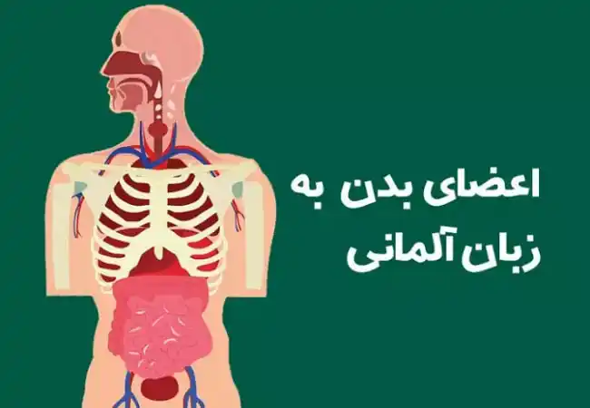 کاملترین لیست اعضای بدن به آلمانی (از سر تا پا) 1 اعضای بدن به آلمانی